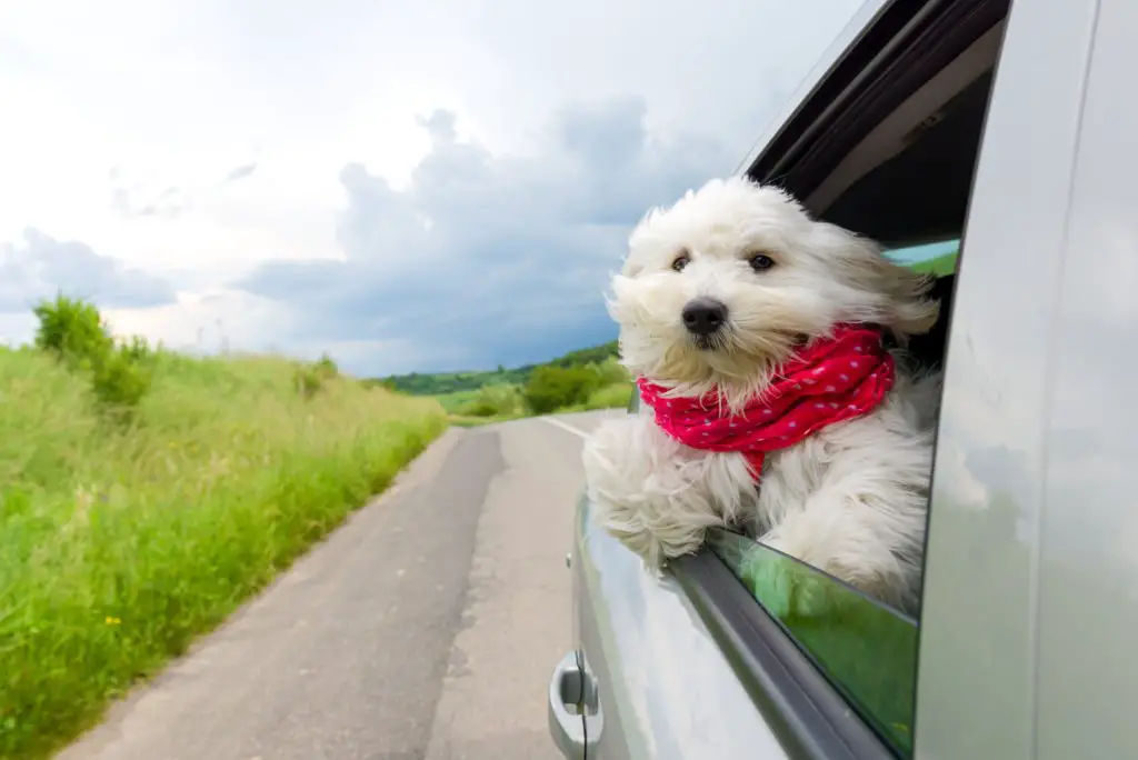 10 Tricks To Get Dog Hair Out Of Your Car