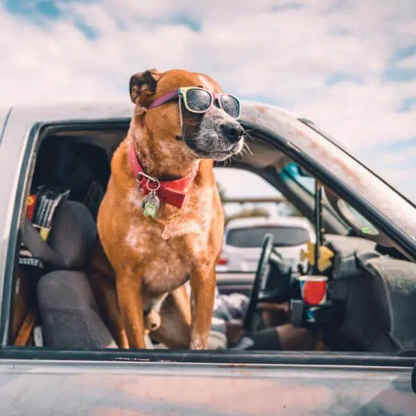 8 Ways to Make Traveling with Your Dog Easier