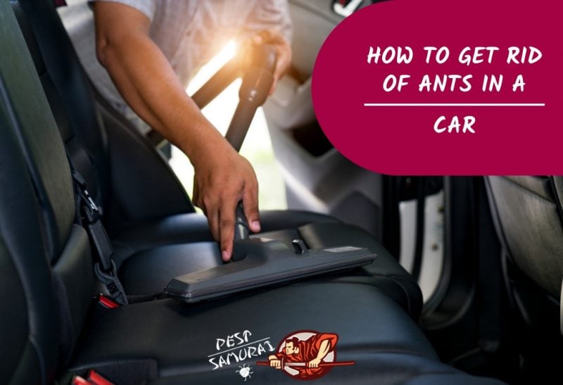 Ants in Car: How to Get Rid of Ants in Car