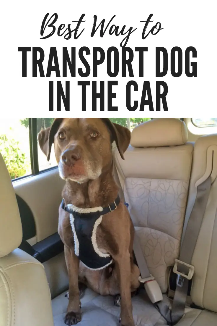 Best way to transport a dog in the car