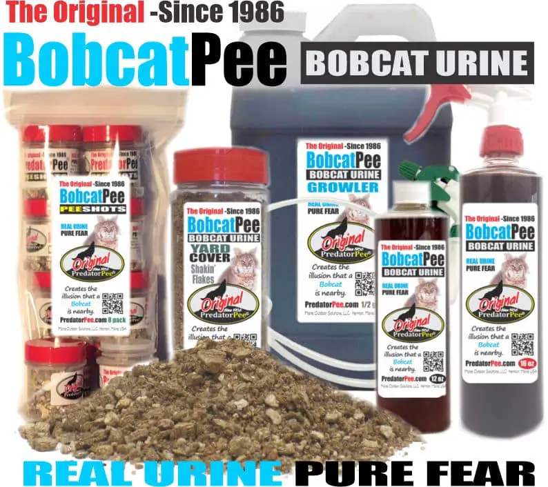 Bobcat Urine