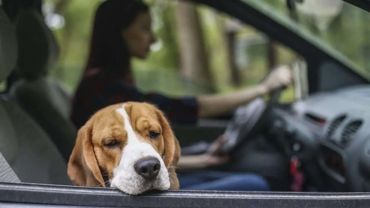 Dog Car Sickness and Motion Sickness : 7 tips to relieve it