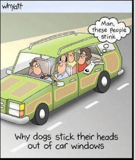 funny pictures (496) why dogs stick their heads out of car windows ...