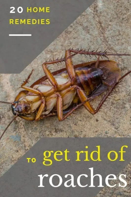 Home Remedies To Get Rid Of Roaches In Your Car