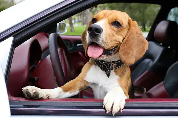 How To Calm A Nervous Dog In The Car (10 Easy Tips)