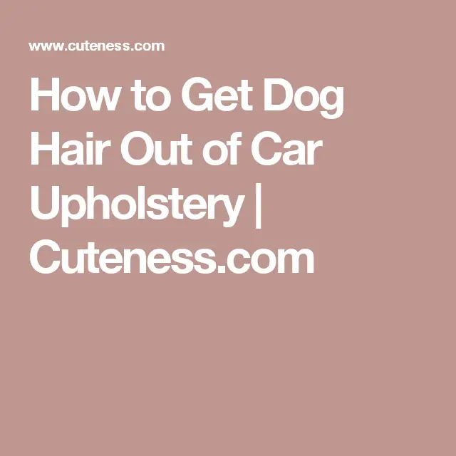 How to Get Dog Hair Out of Car Upholstery