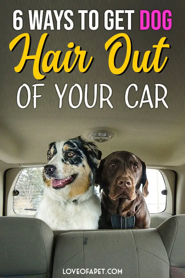 How To Get Dog Hair Out Of Your Car: 6 Ways