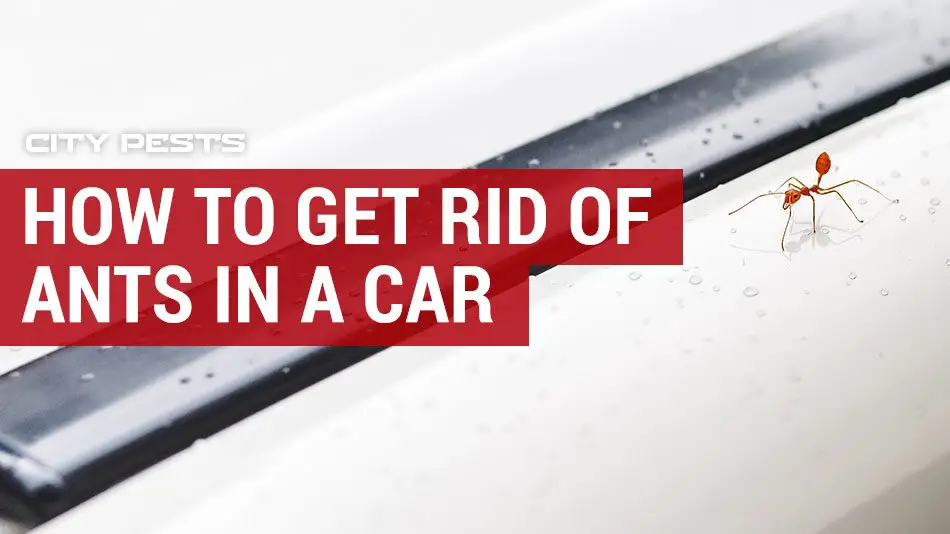 How To Get Rid Of Ants In A Car