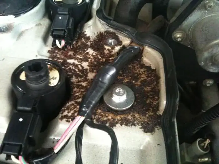 How To Get Rid Of Ants In Car: An Effective Guide For A ...