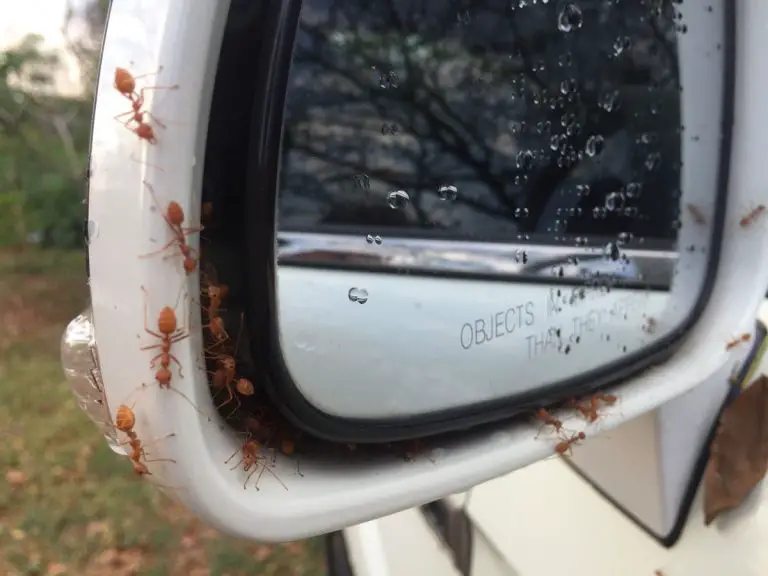How to Get Rid of Ants In Your Car and Prevent Them From ...