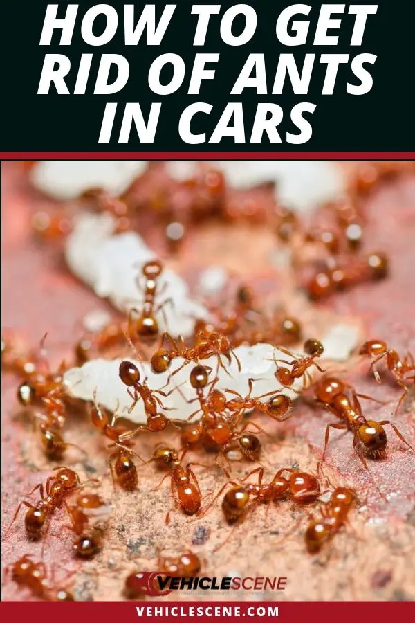 How To Get Rid Of Ants In Your Car