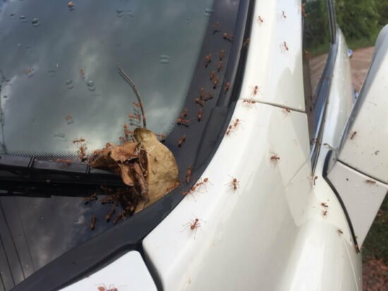 How To Get Rid Of Ants In Your Car: The Full Guide