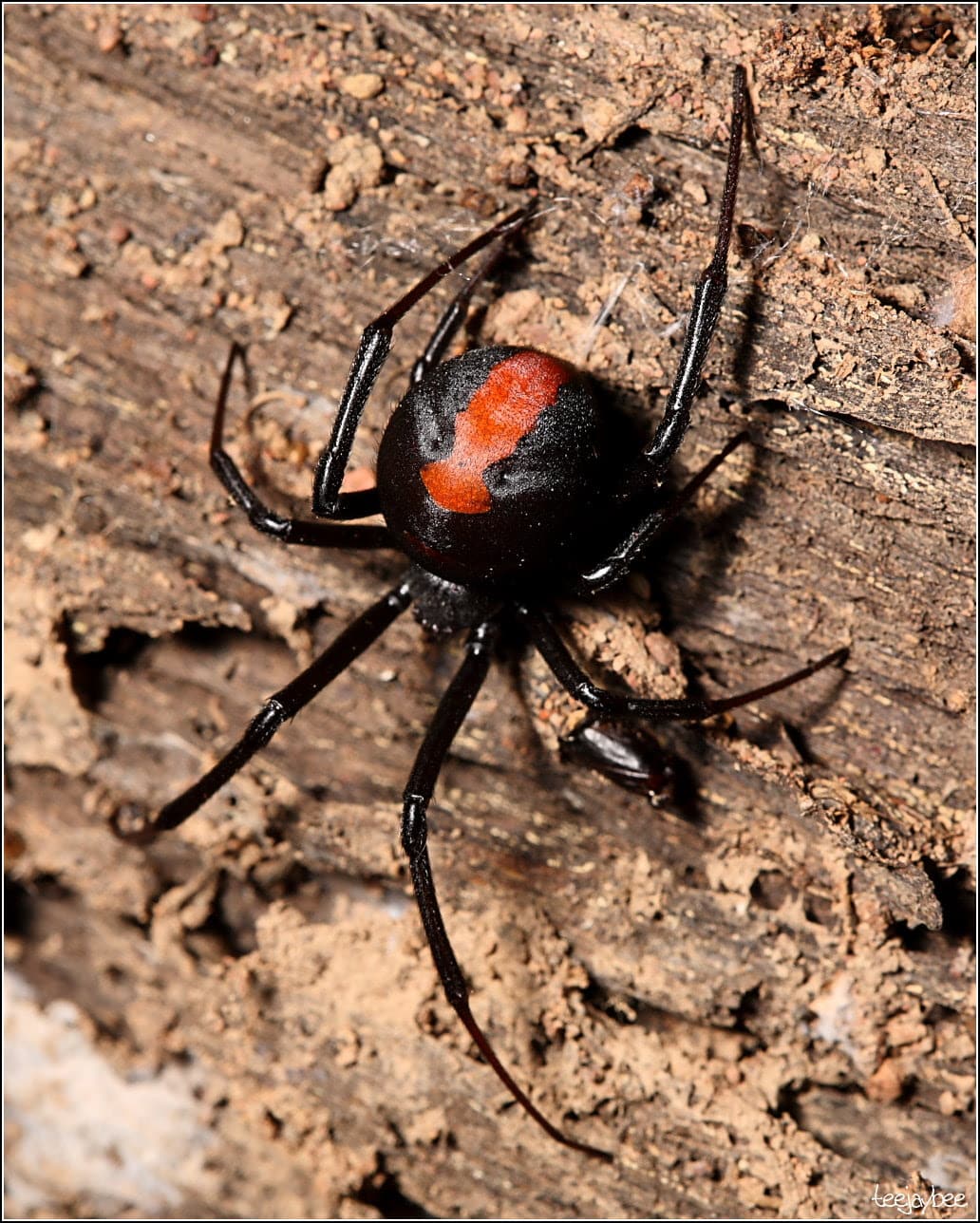 How To Get Rid Of Black Widows In Your Car