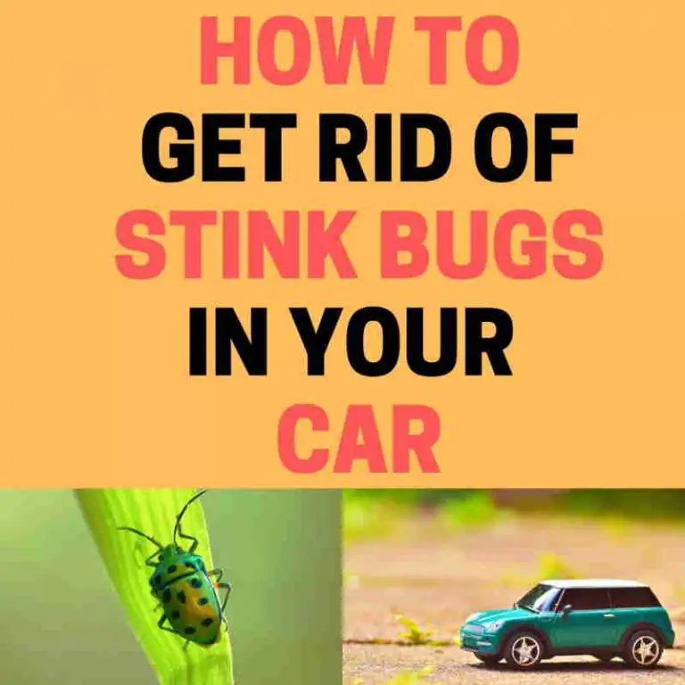 How to Get Rid of Stink Bugs in the Car (Fast)