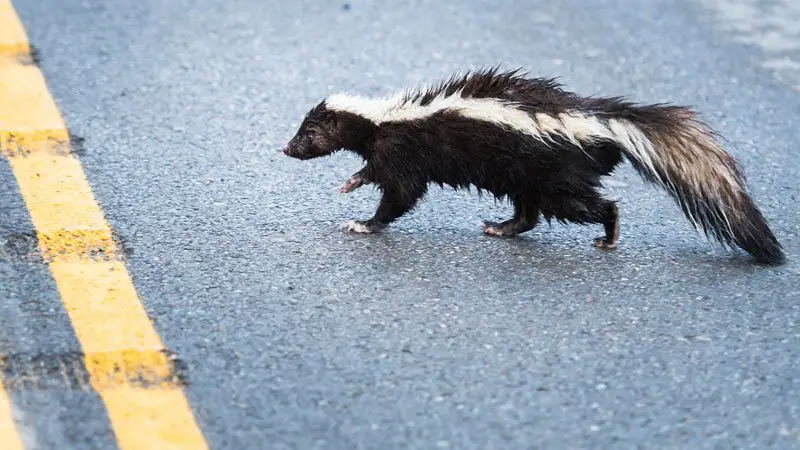 How to Get Skunk Smell Out of Your Car (It