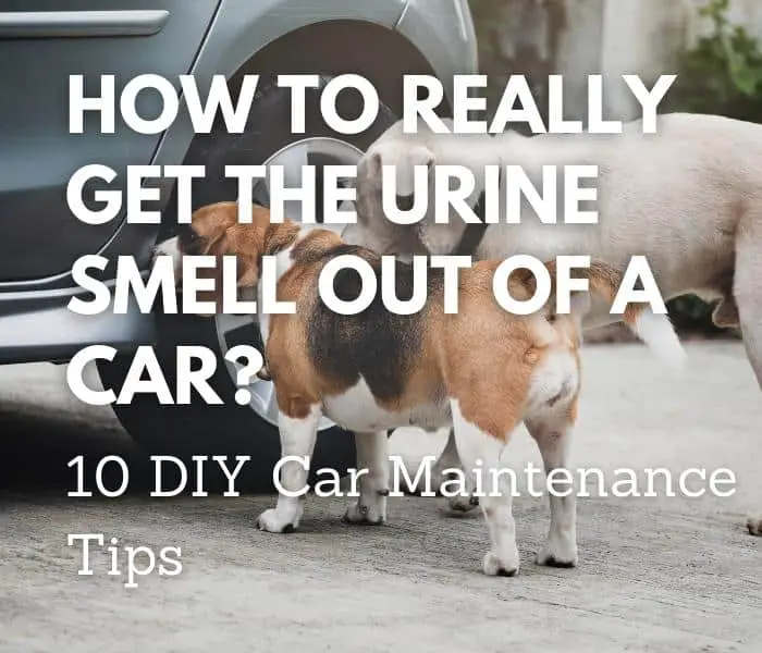 How to Get the Urine Smell Out of Cars? +10 Maintenance Tips â Odor Solver