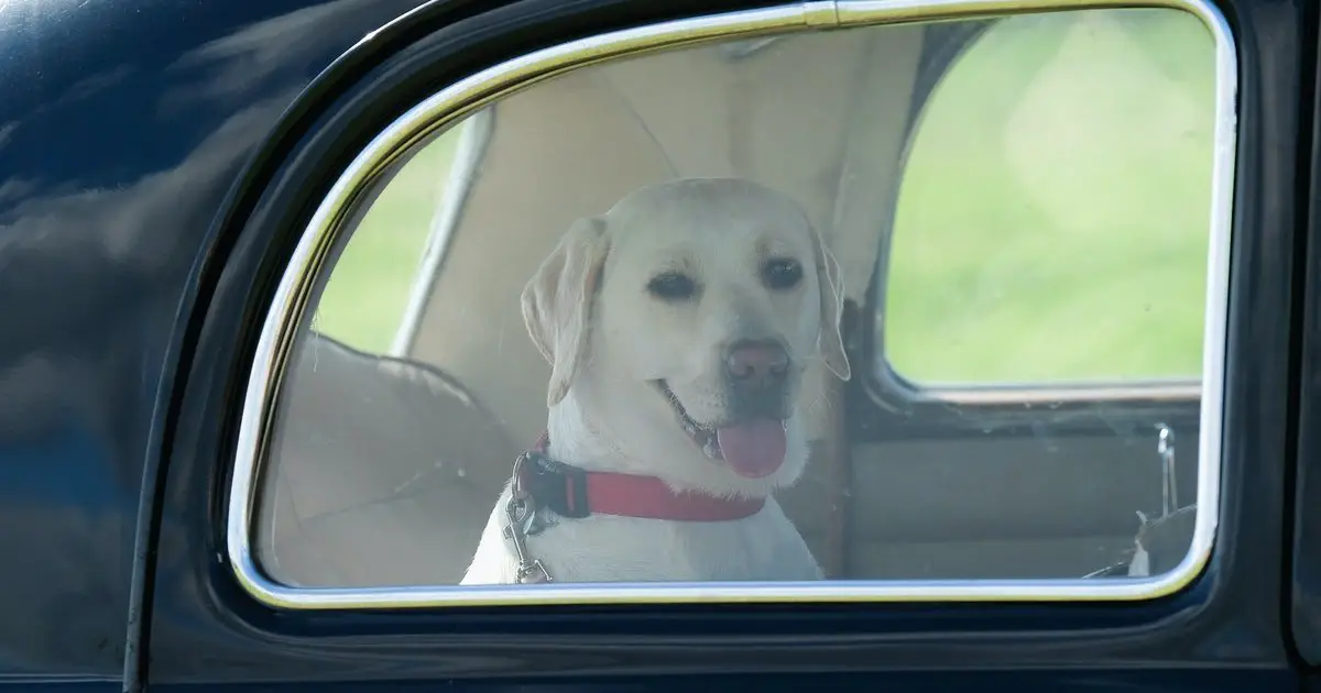 How To Keep Your Dog From Getting Car Sick Because They ...