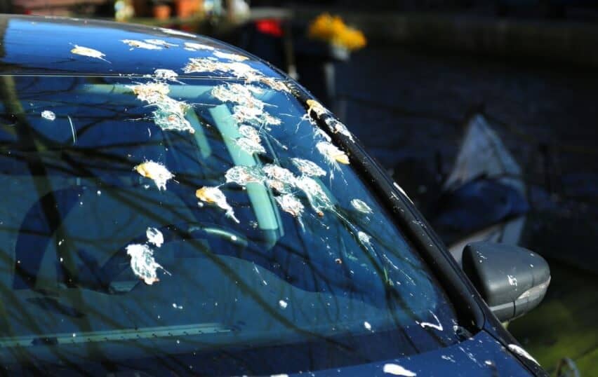 How to Remove Bird Poop Stains from Car Paint in 2021