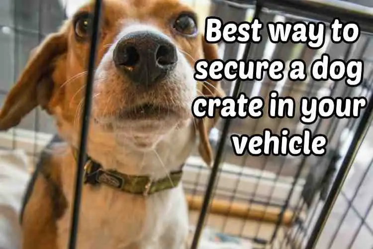 How to Secure Dog Crate in Car