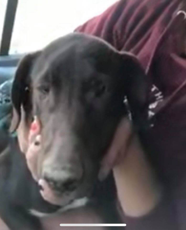 Idaho dog rescue helps after horrific accident killed 2 people and 15 ...