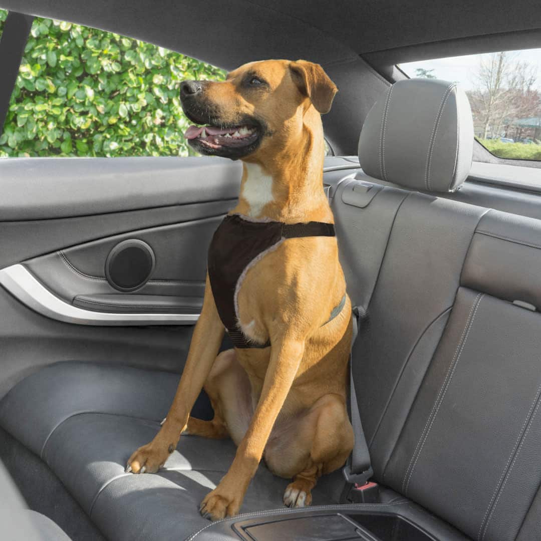 Premier Pet Car Safety Harness for Medium Dogs