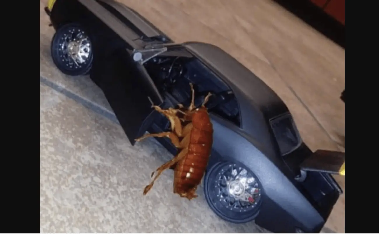 Roach Getting In Car Meme: A New Meme