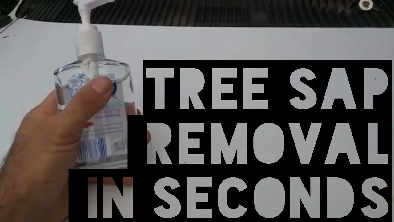 The EASY secret to remove TREE SAP from your car!