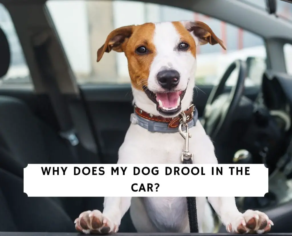 Why Does My Dog Drool in the Car? (2021)