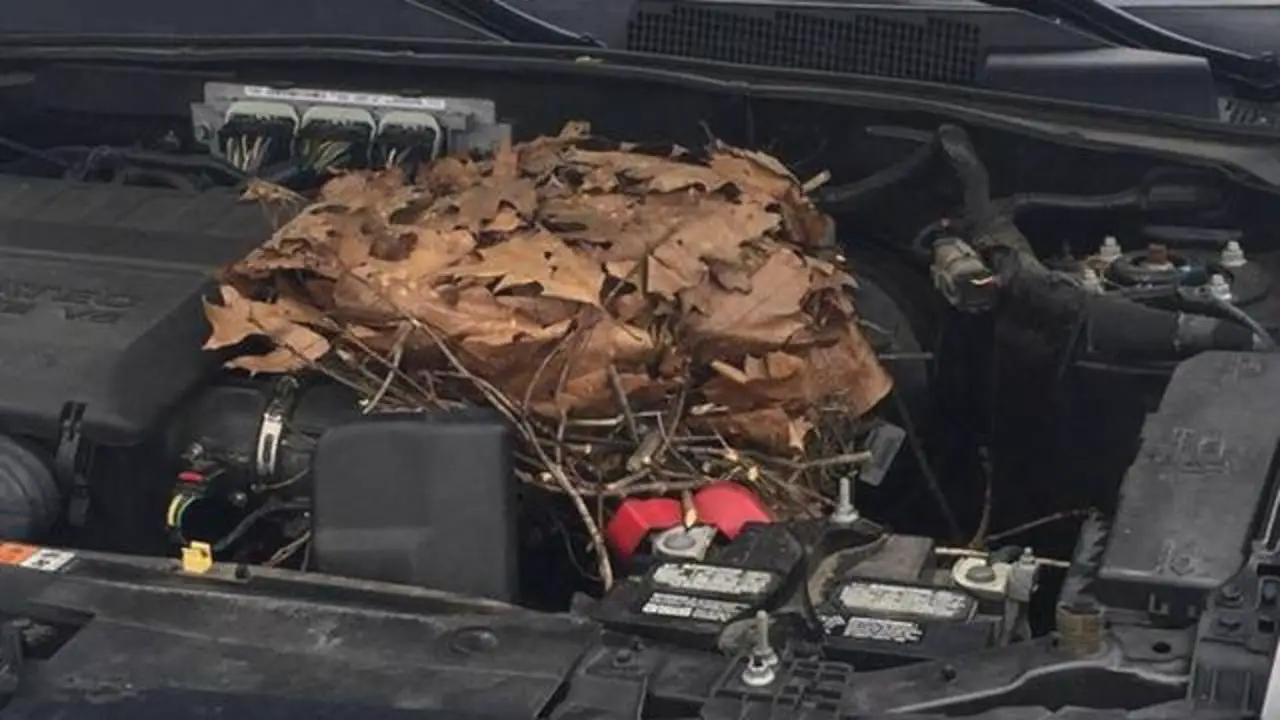 Woman opens car hood, finds nest full of baby squirrels ...